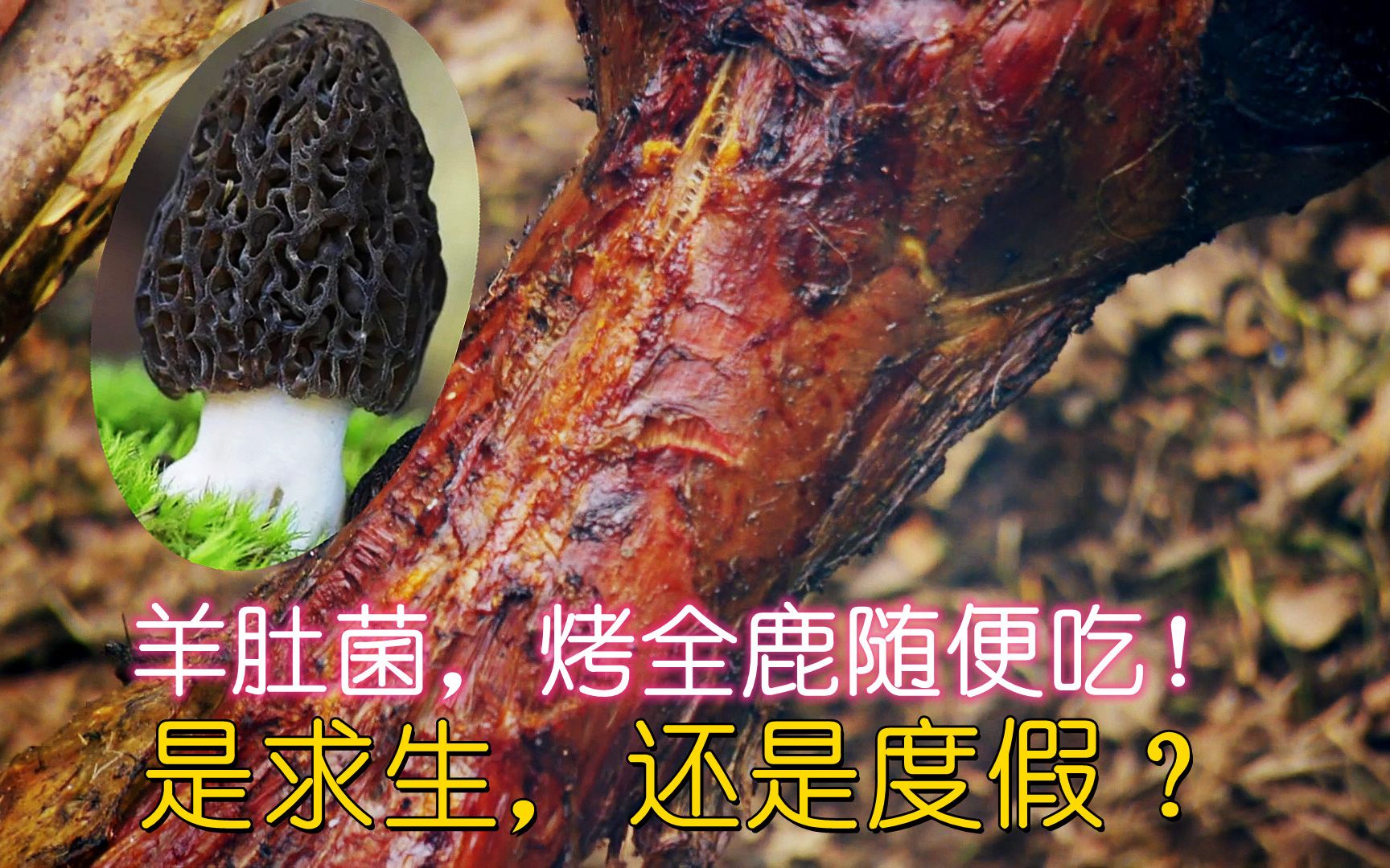 [图]丛林野食王：厨子吃羊肚菌，鹌鹑蛋！猎人只能吃草根，饿了三天吃下一头鹿！纪录片，小君搞笑解说