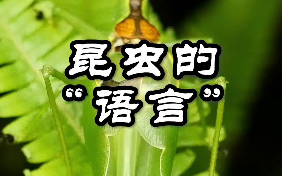 【少科ⷨ‰丛日记】翻译翻译,什么叫昆虫的语言哔哩哔哩bilibili