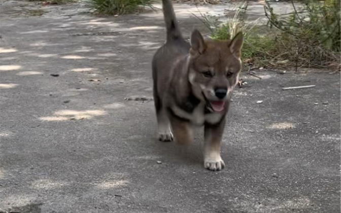 像狼一样的中华田园犬广西土猎犬哔哩哔哩bilibili