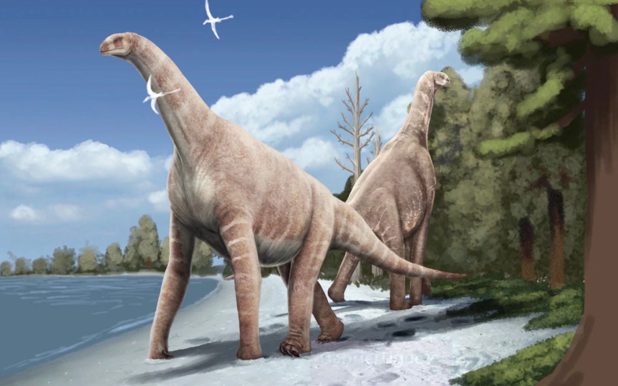 亚特拉斯龙脖子以下全是腿