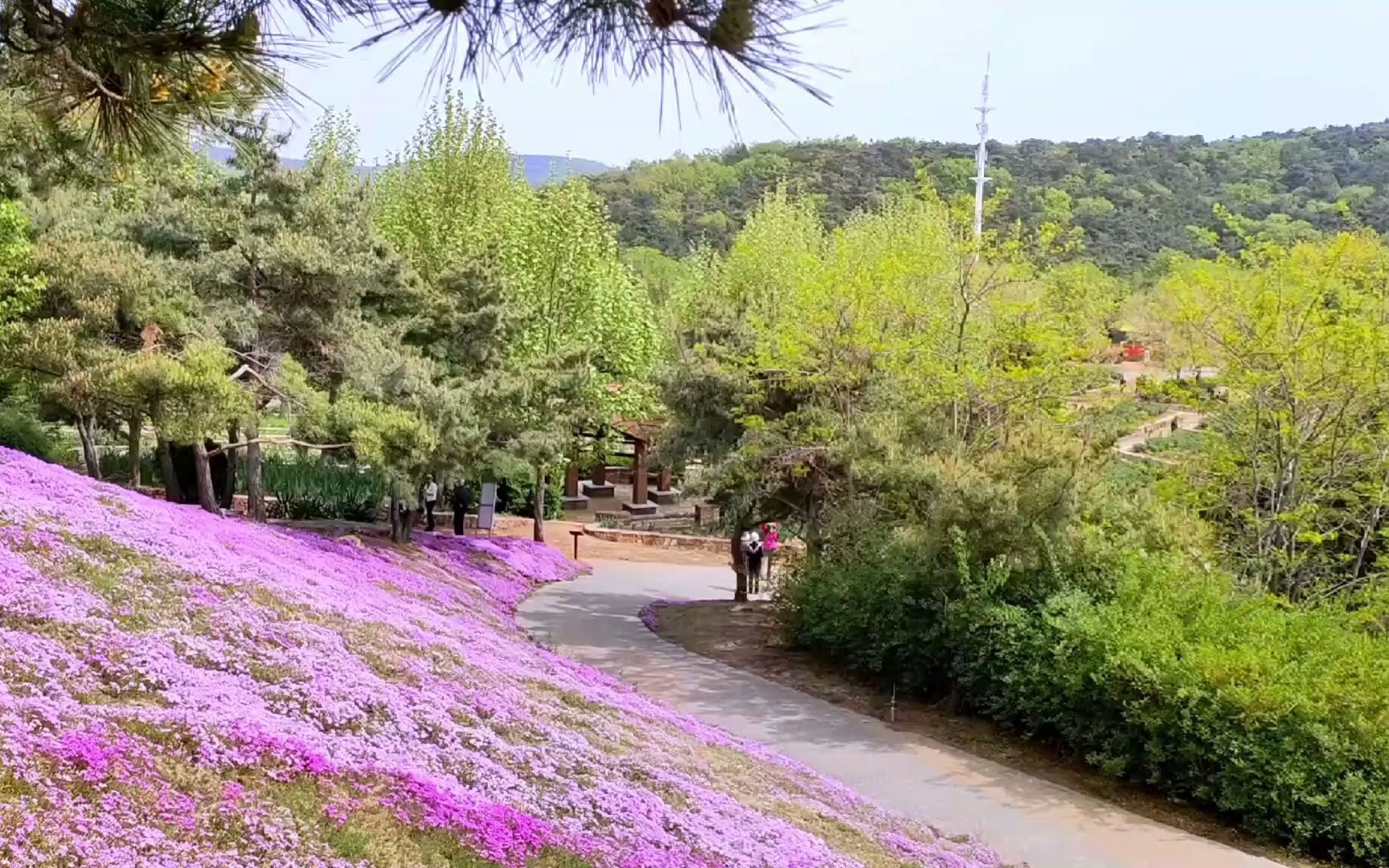 一起出发去看那满山的浪漫花开哔哩哔哩bilibili