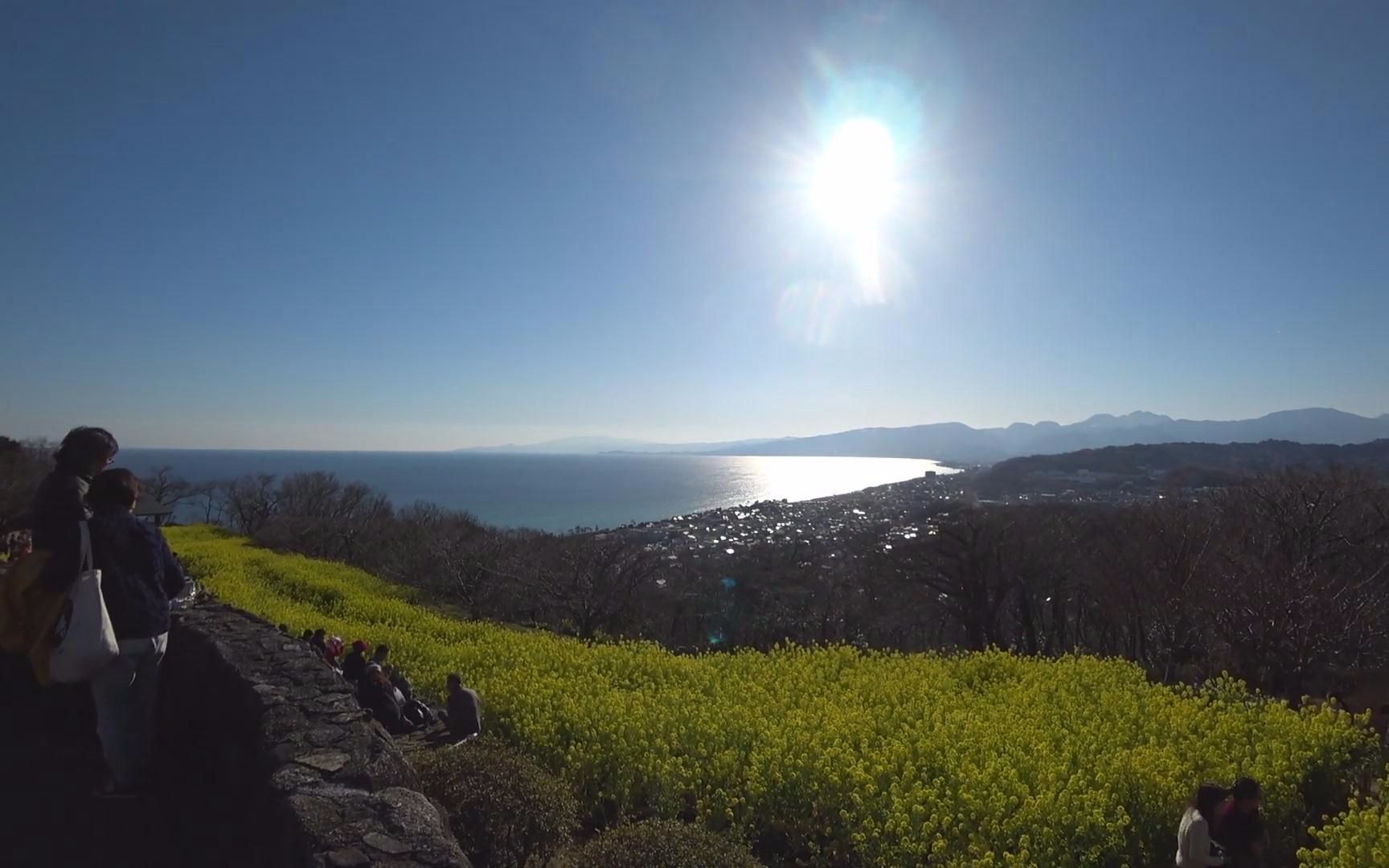 [图]絶景！神奈川県二宮町、吾妻山、菜の花畑、富士山、相模湾 Walking Mt. Azuma, Ninomiya; Canola flowers