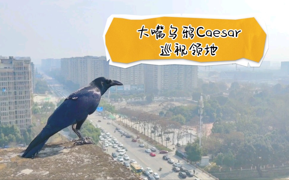 [大嘴乌鸦]Caesar巡视领地哔哩哔哩bilibili