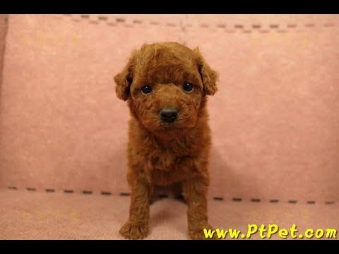 01/01 红贵宾 poodle 公幼犬2号日新犬舍哔哩哔哩bilibili