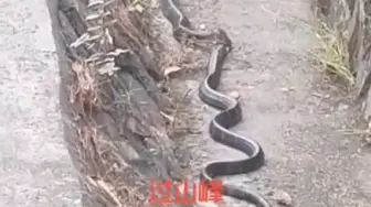 Скачать видео: 路边水渠发现一条巨山峰