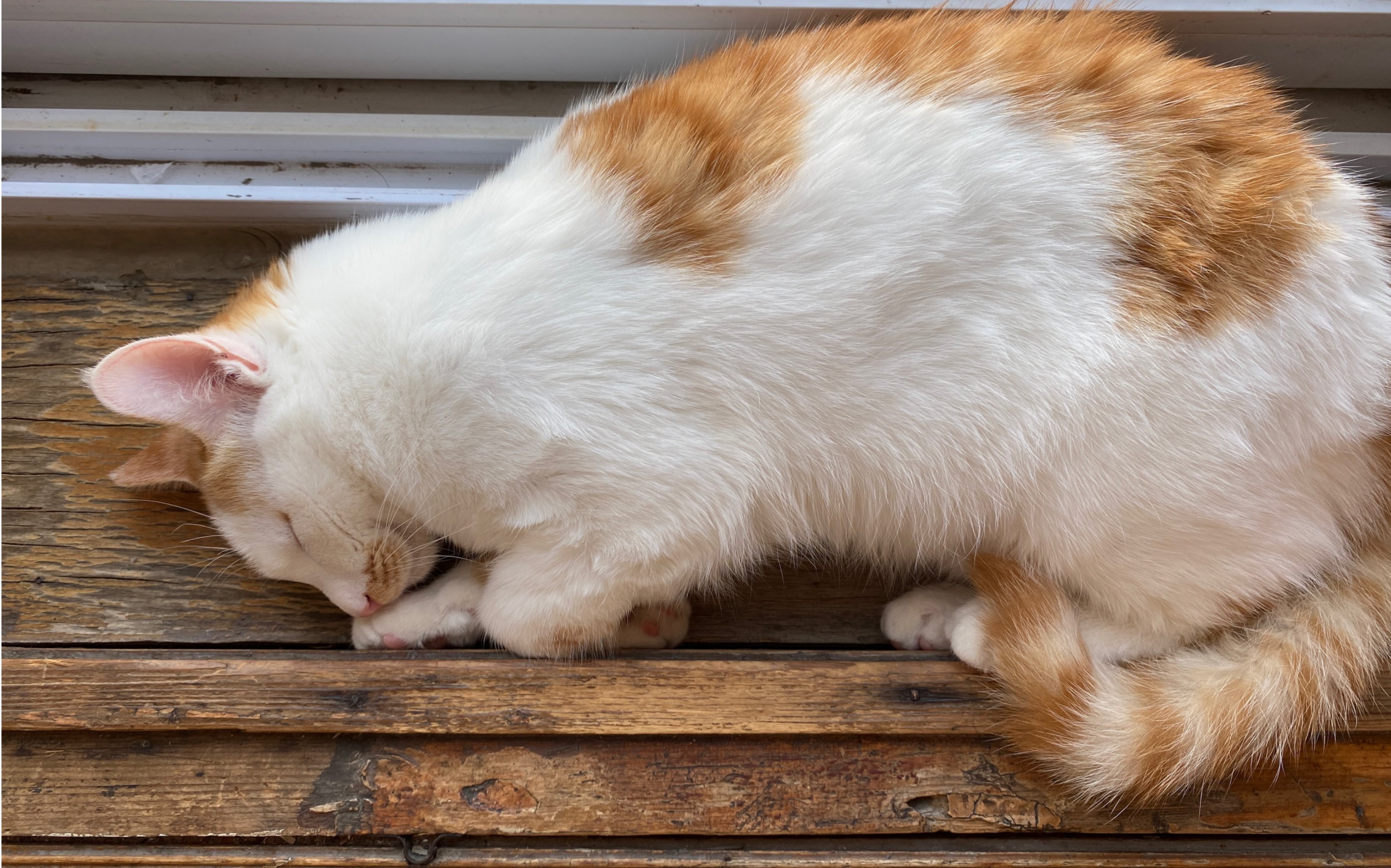 沉浸式看大胖猫睡觉