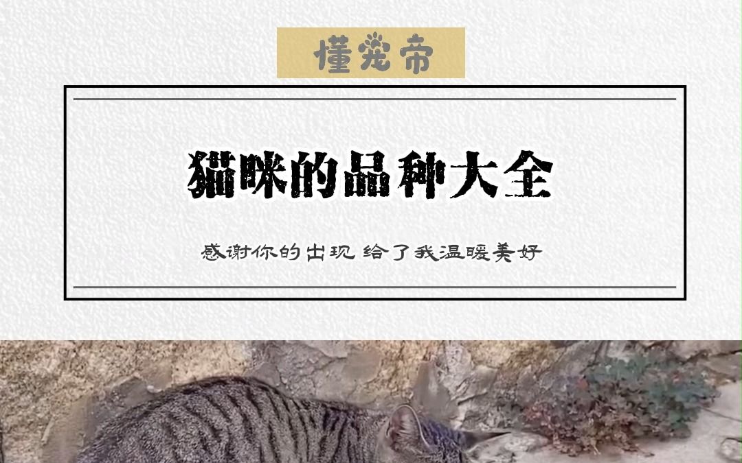 猫咪的品种大全哔哩哔哩bilibili