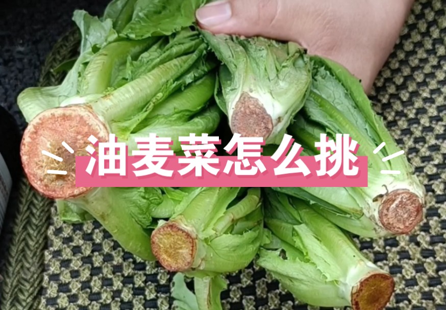 油麦菜怎么挑?东北早市土豆哥揭秘,油麦菜和莴苣的区别!教你怎么挑选健康营养的油麦菜哔哩哔哩bilibili