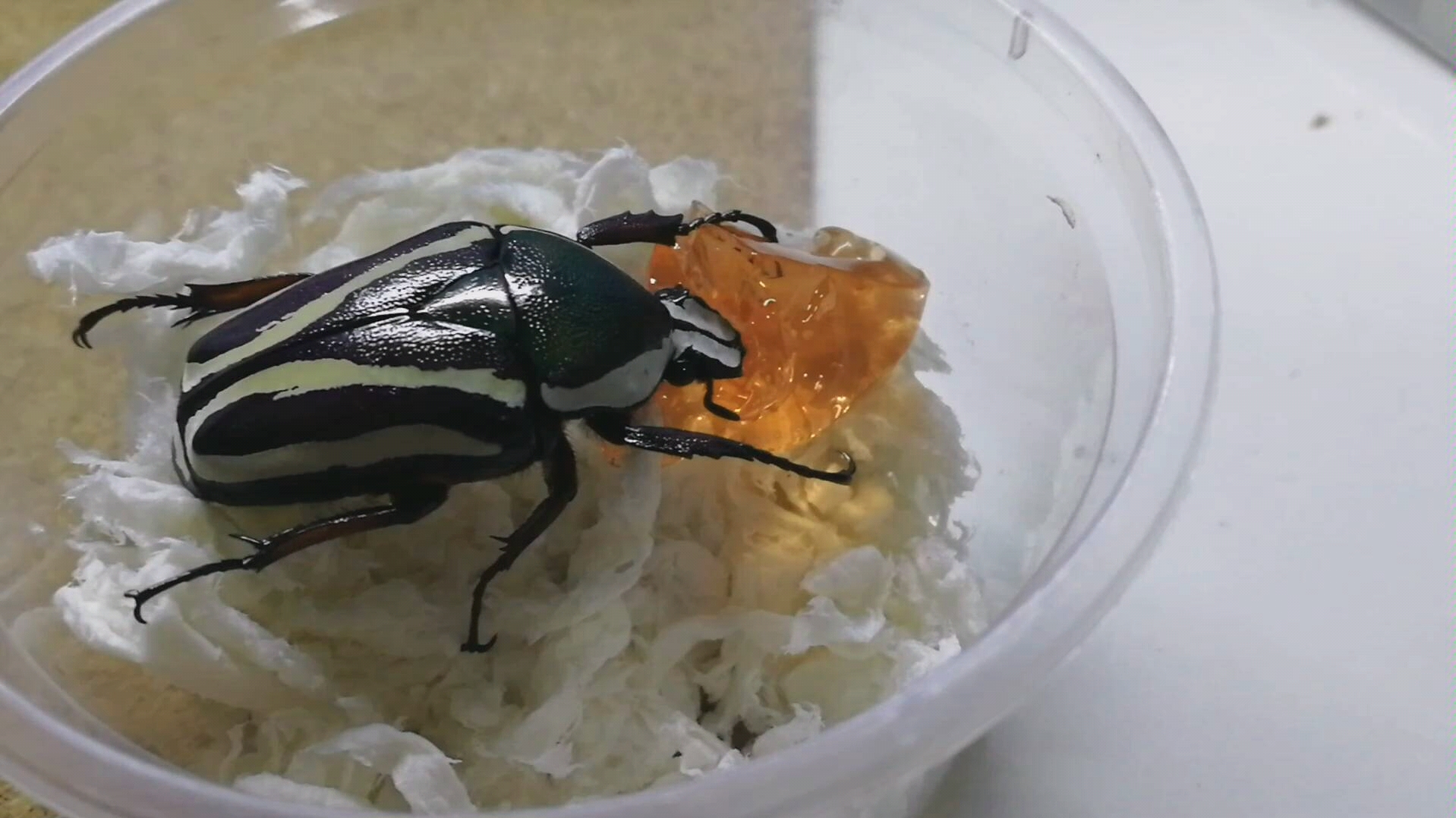 【甲虫】·吃果冻