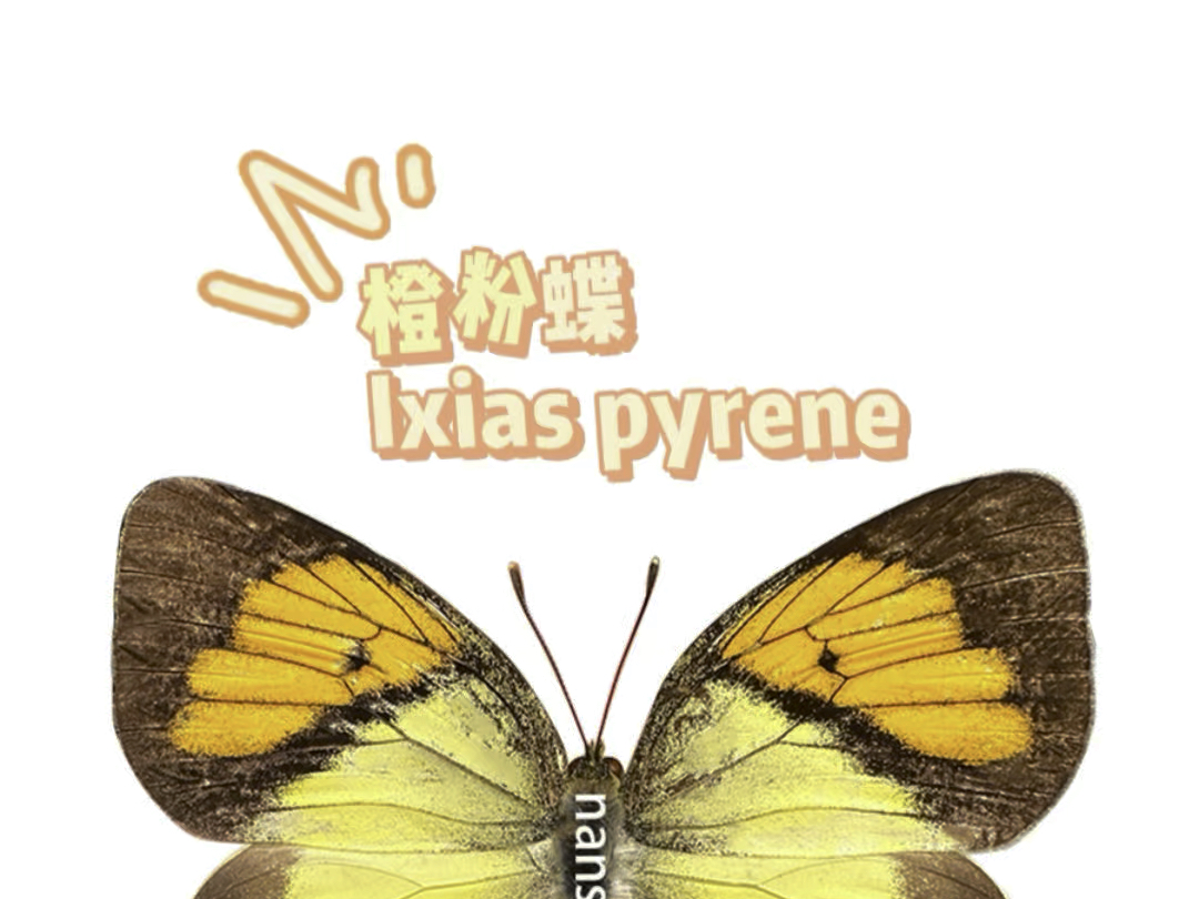 橙粉蝶 ixias pyrene