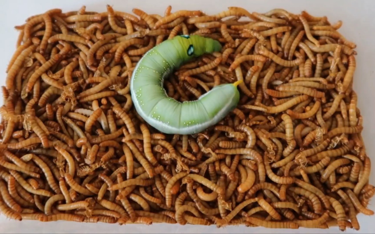 1000只面包车啃食大青虫,大青虫尸骨无存