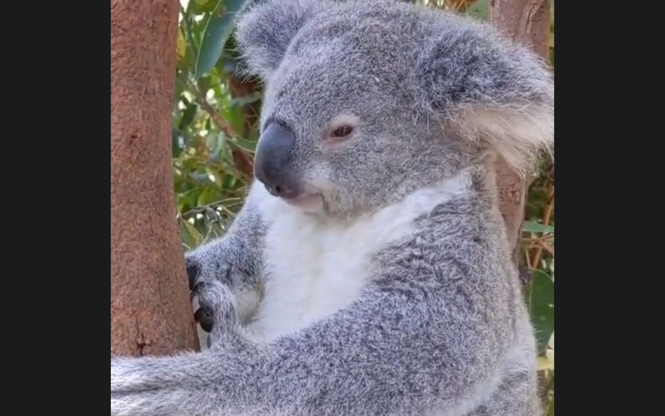 考拉打喷嚏 打嗝,考拉幼崽喷嚏,雌性考拉感冒打喷嚏,考拉大炮对轰