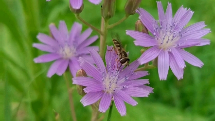 乳苣,别名,蒙 山莴苣,紫花山莴苣,苦菜科属:菊科乳苣属