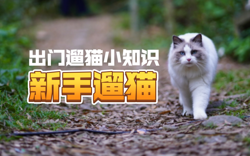 带猫出门玩？你是时候需要知道这些遛猫的小知识！ 哔哩哔哩 8868