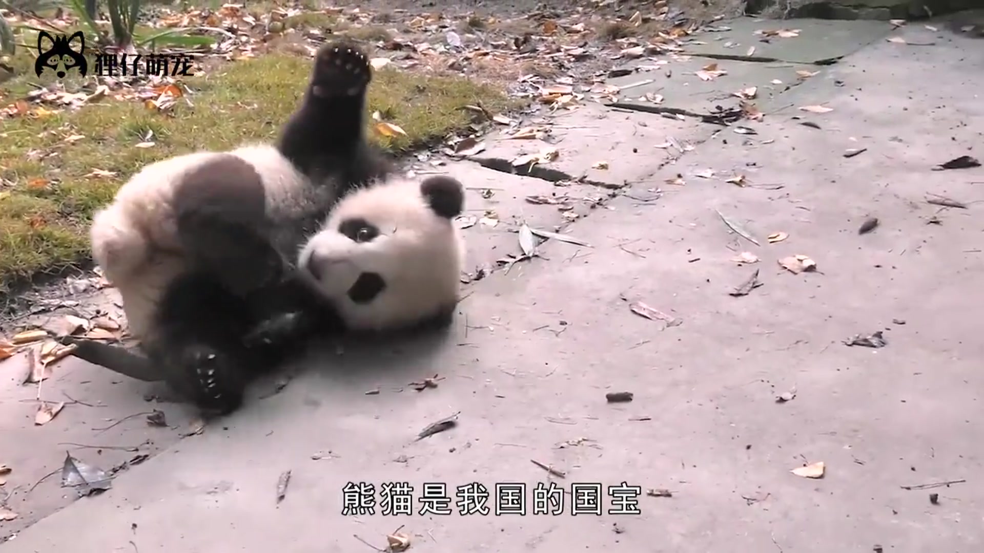 国宝大熊猫死亡后,都是怎么处理的?看完让人难以接受