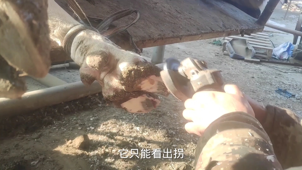 牛蹄子腐烂了。治疗一下