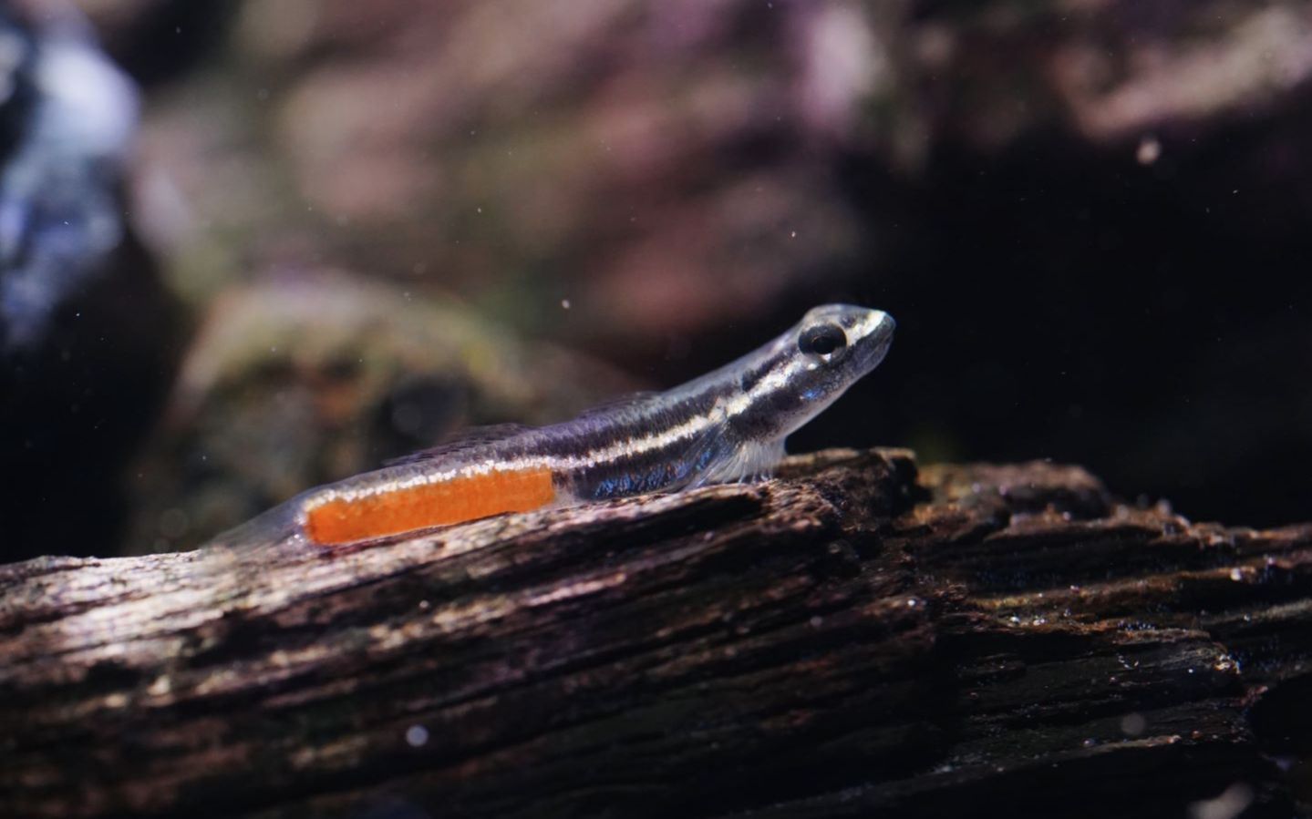 [原生缸日常] 夜已深,偷窥一波闪电红腰虾虎在月光下整理小窝