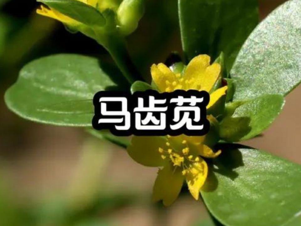 中草药:马齿笕,你见过这种植物吗?哔哩哔哩bilibili