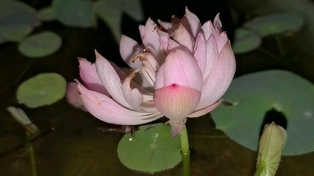 周劲松粉玲珑粉霞碗莲开花了