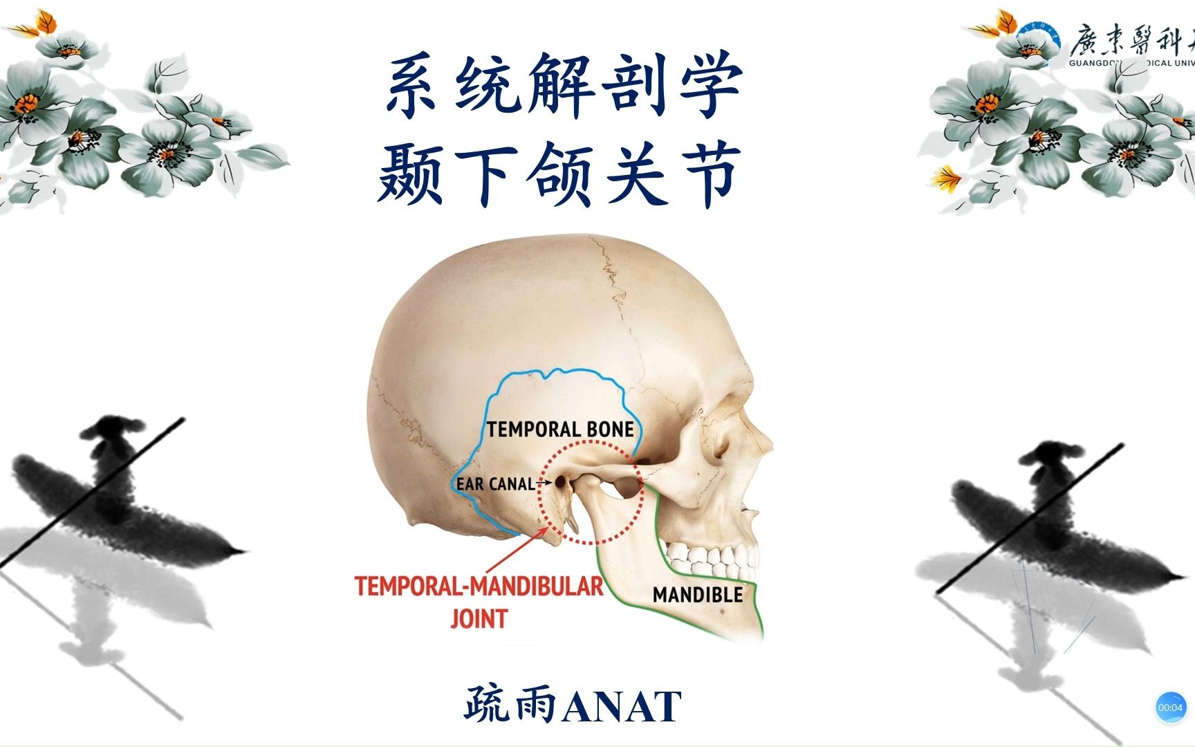 系统解剖学颞下颌关节哔哩哔哩bilibili