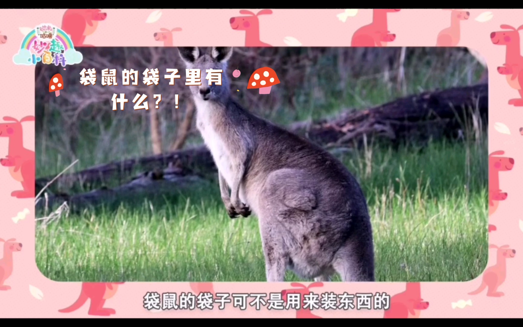 儿童科普知识动画!袋鼠的袋子里有什么?