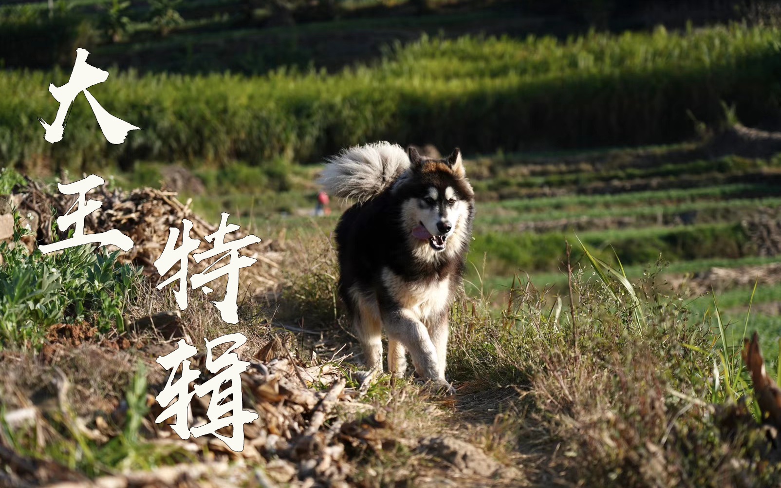 [图]我和大王的故事～