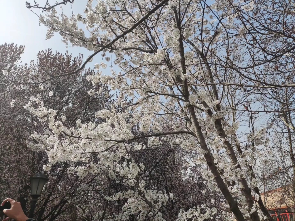 [图]花开的正烂漫，明天就去拍照(｡･ω･｡)ﾉ♡