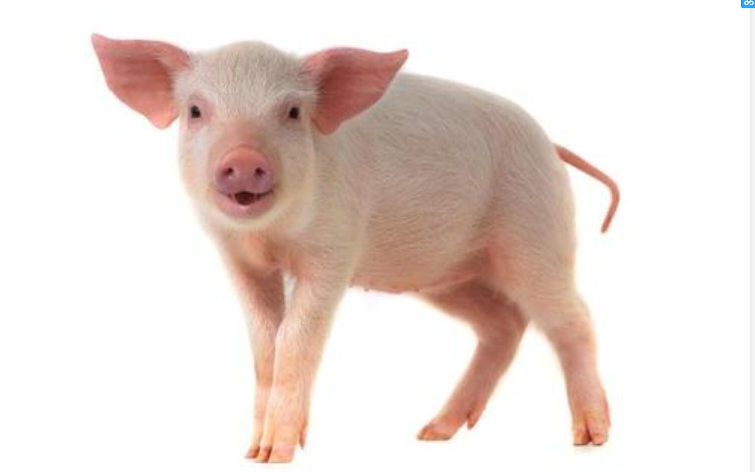 假如你用zbrush做一只猪后 会发生什么.