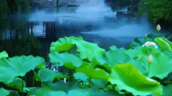 Скачать видео: 爱上苏州，还有什么是比烟雨园林赏荷、听雨更惬意的事呢？