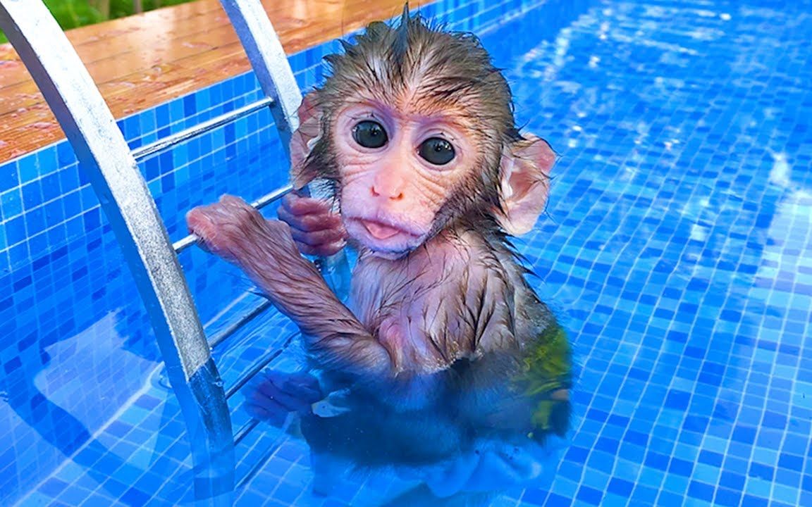 有趣的小猴子:小猴子酷爱游泳,它是想成为游泳冠军吗?