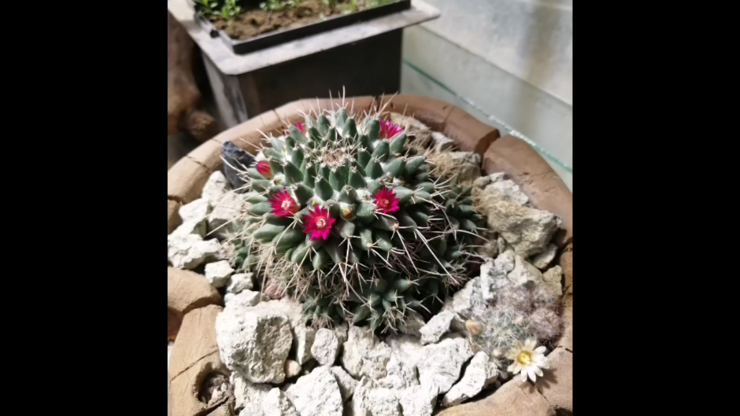 白龙丸仙人球开花延时摄影