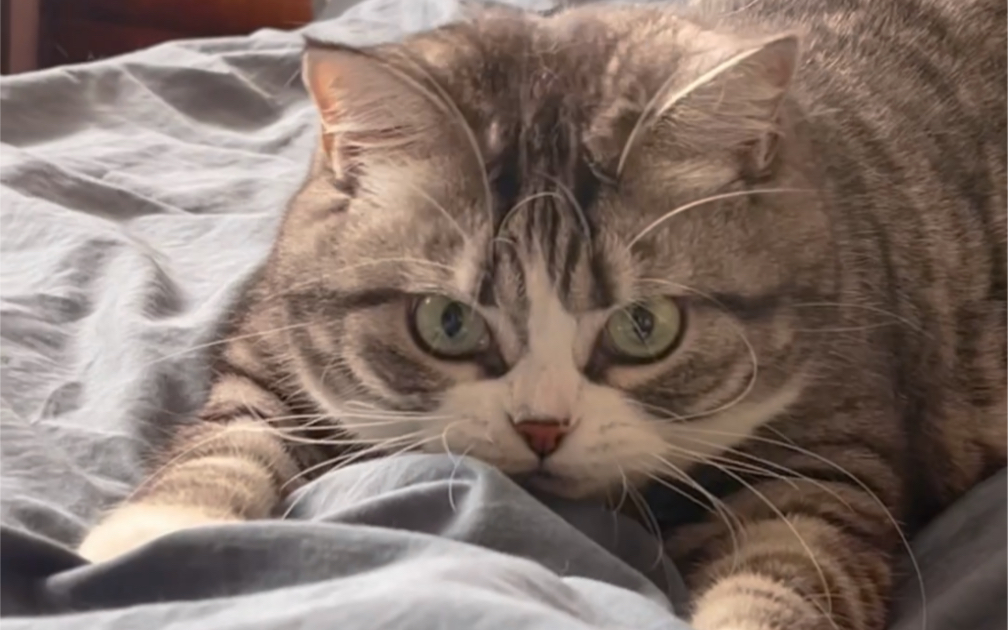 《猪 突 猛 进》：胖但是灵活！ 哔哩哔哩