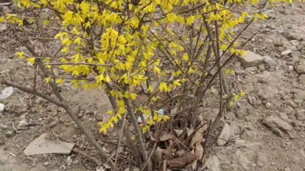 [图]花开了舂天到来给人带来生机。