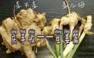 种生姜 搜索结果 哔哩哔哩 Bilibili