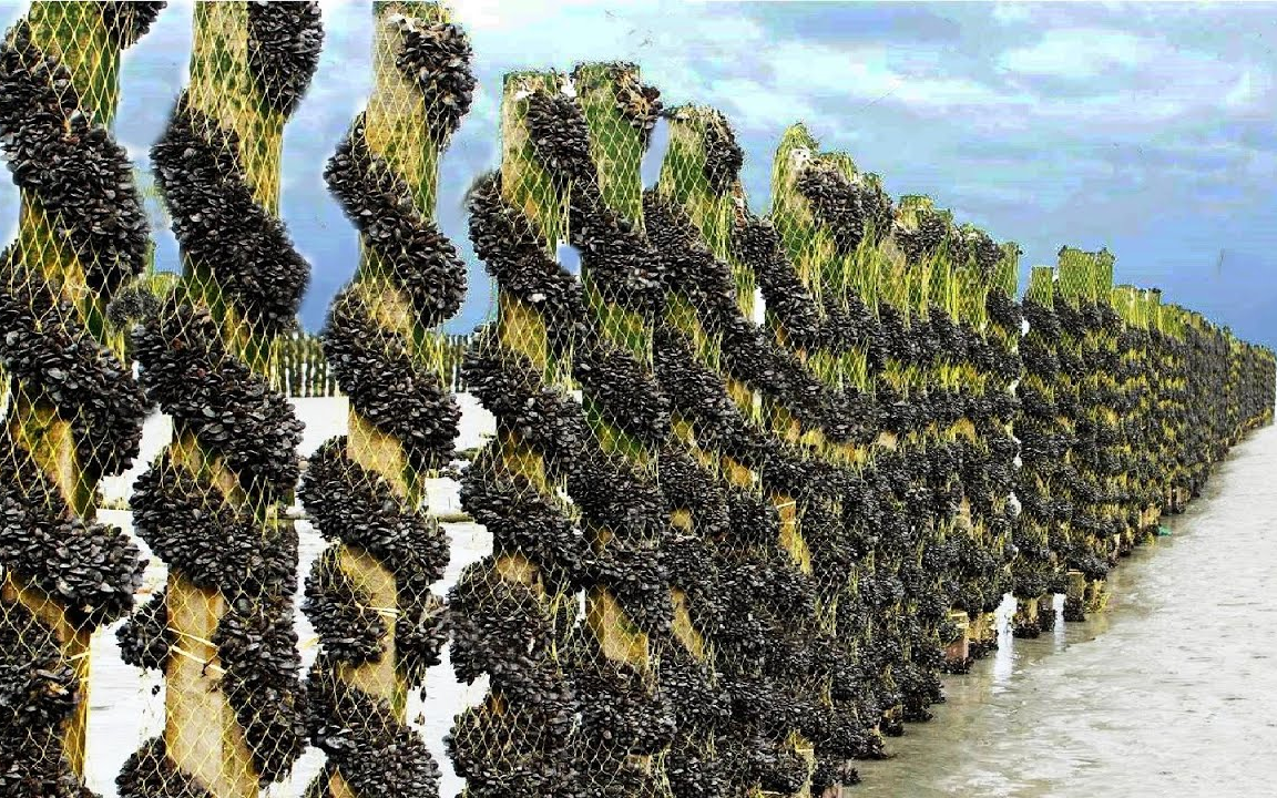 [图]【Noal Farm】如何用现代技术养殖数十亿贻贝？Billions of Mussels Raised By This Modern Technique