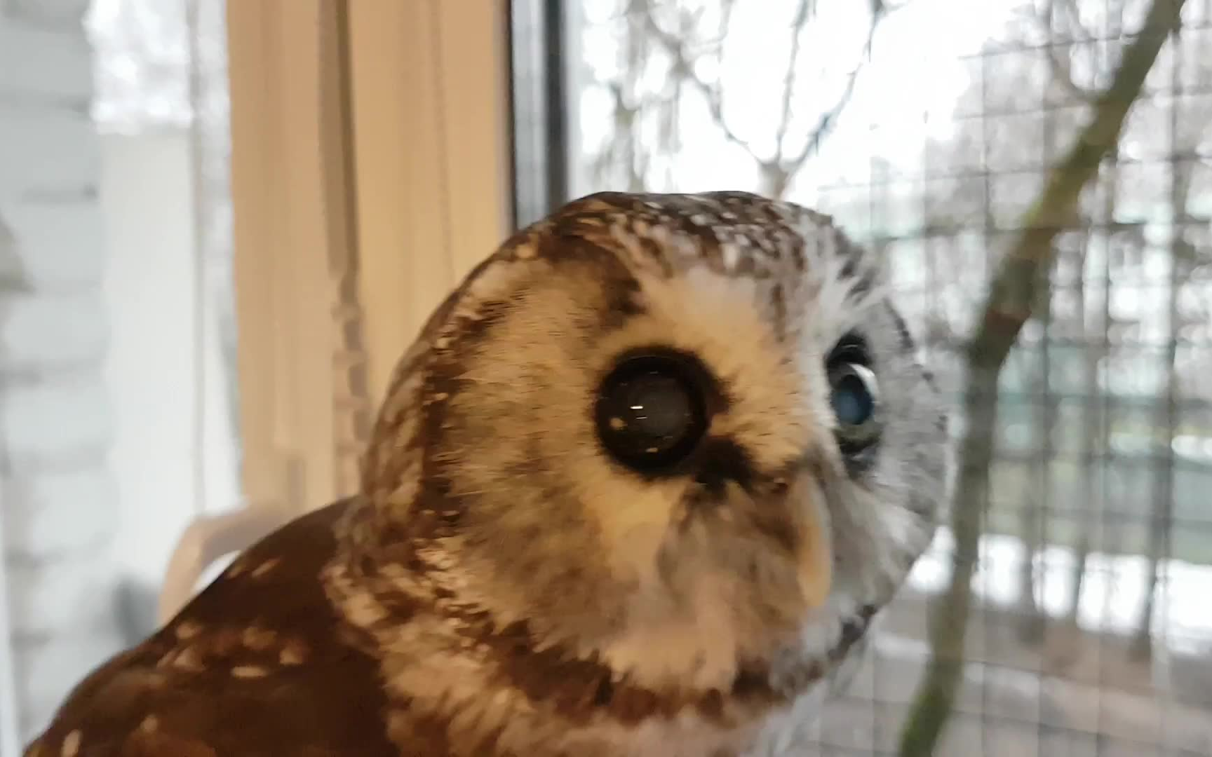 一个失明的小男孩. 猫头鹰秋椿.