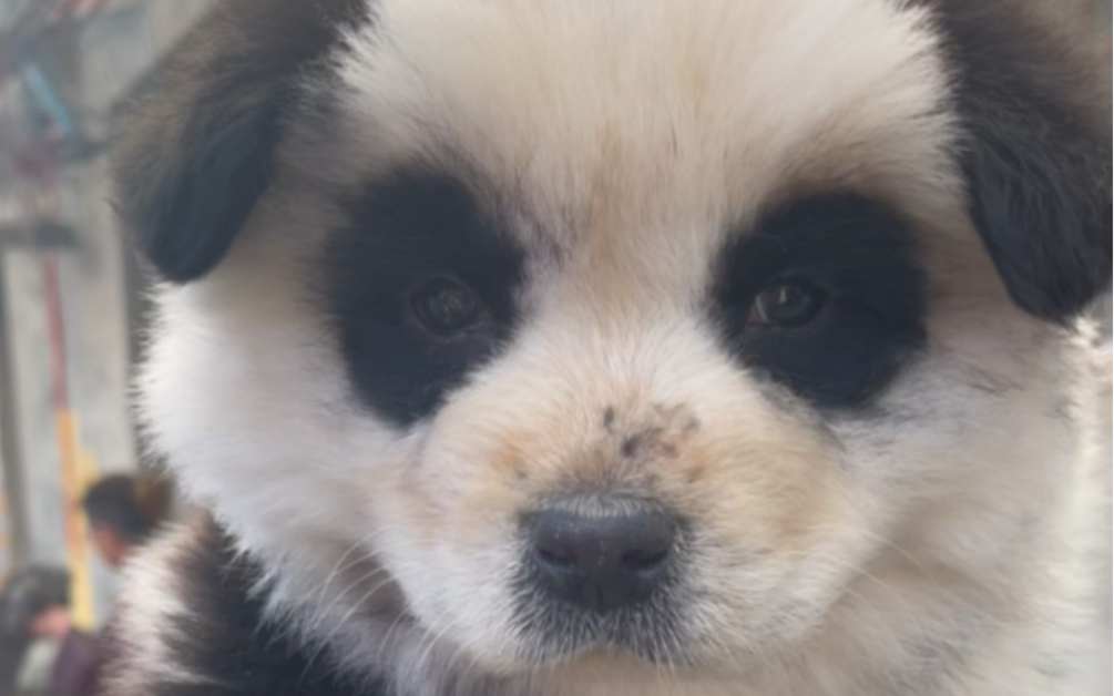 狗市淘一只网红熊猫松狮犬