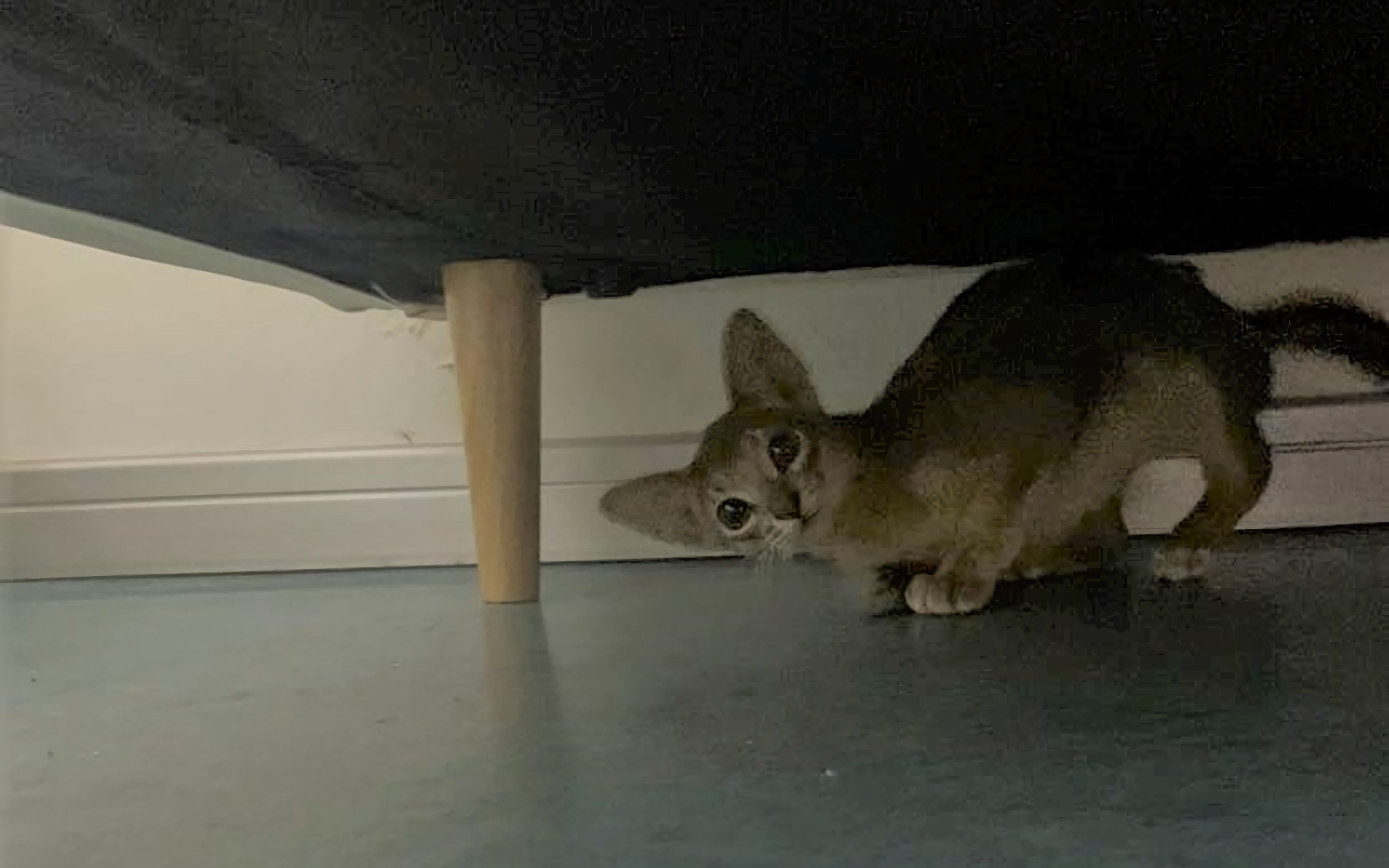 【袁一琦】阿比出道首秀!好可爱的猫好可爱的主人!_哔哩哔哩_bilibili