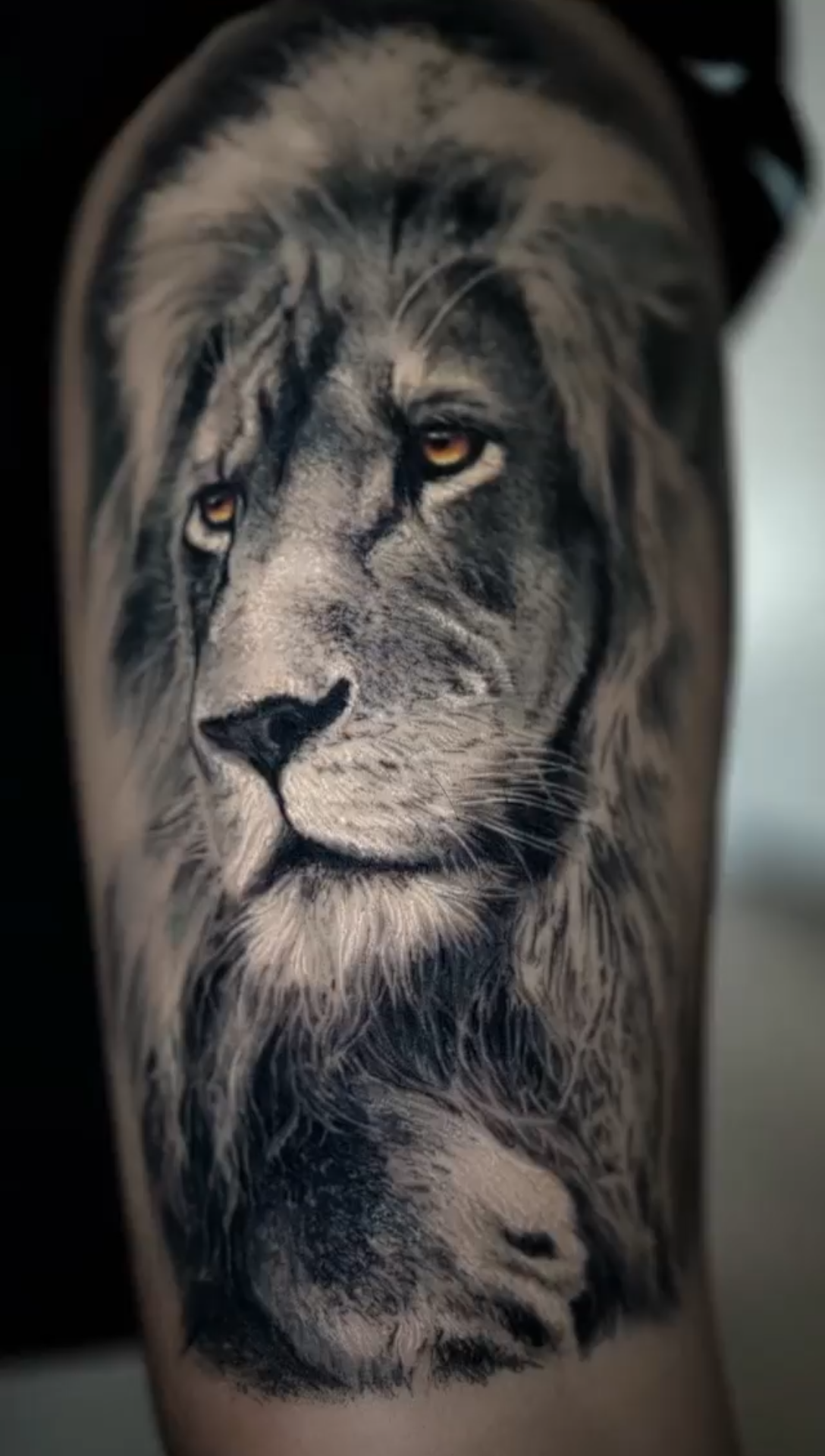 青毛狮子纹身图片