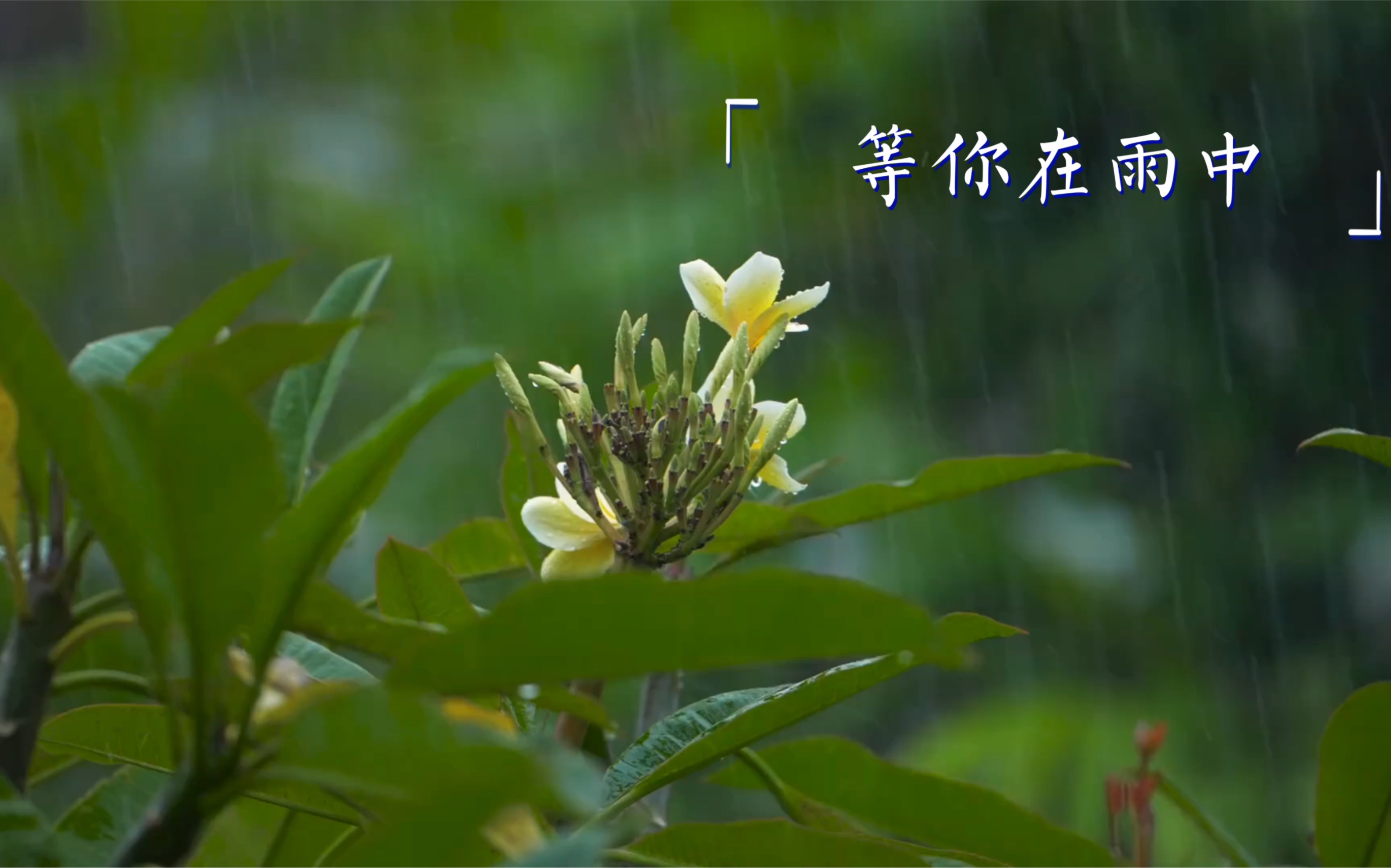 [图]【诗歌朗诵】《等你在雨中》 余光中