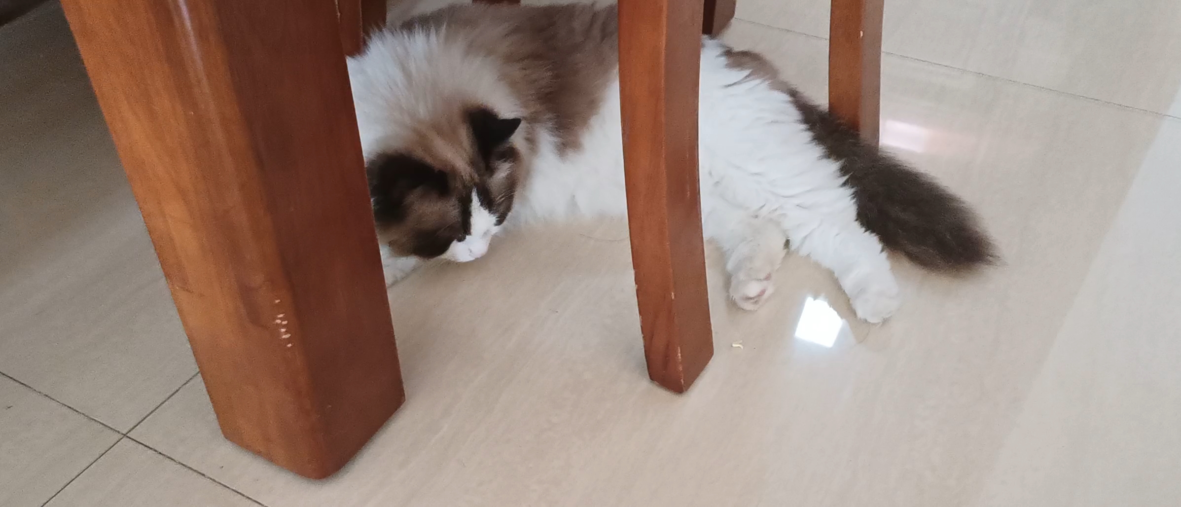 椅子下的猫