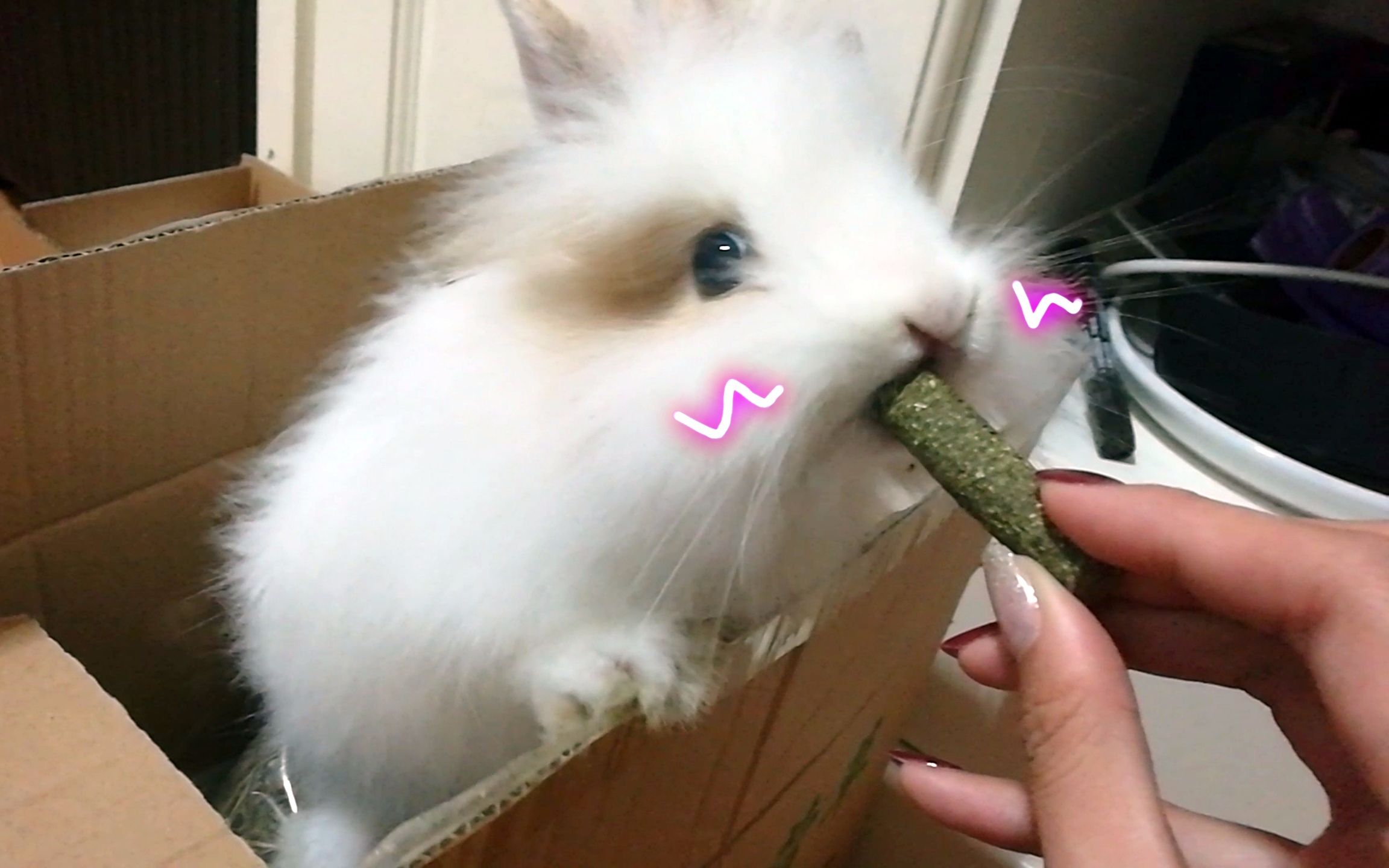 【豆豆】地狱恶兔和话痨铲屎官的投食日常,能看完的你是真爱qaq_哔哩