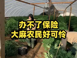 Download Video: 加州24亿美元大麻产业被野火摧毁 种植大麻的农民面临保险公司拒保风险