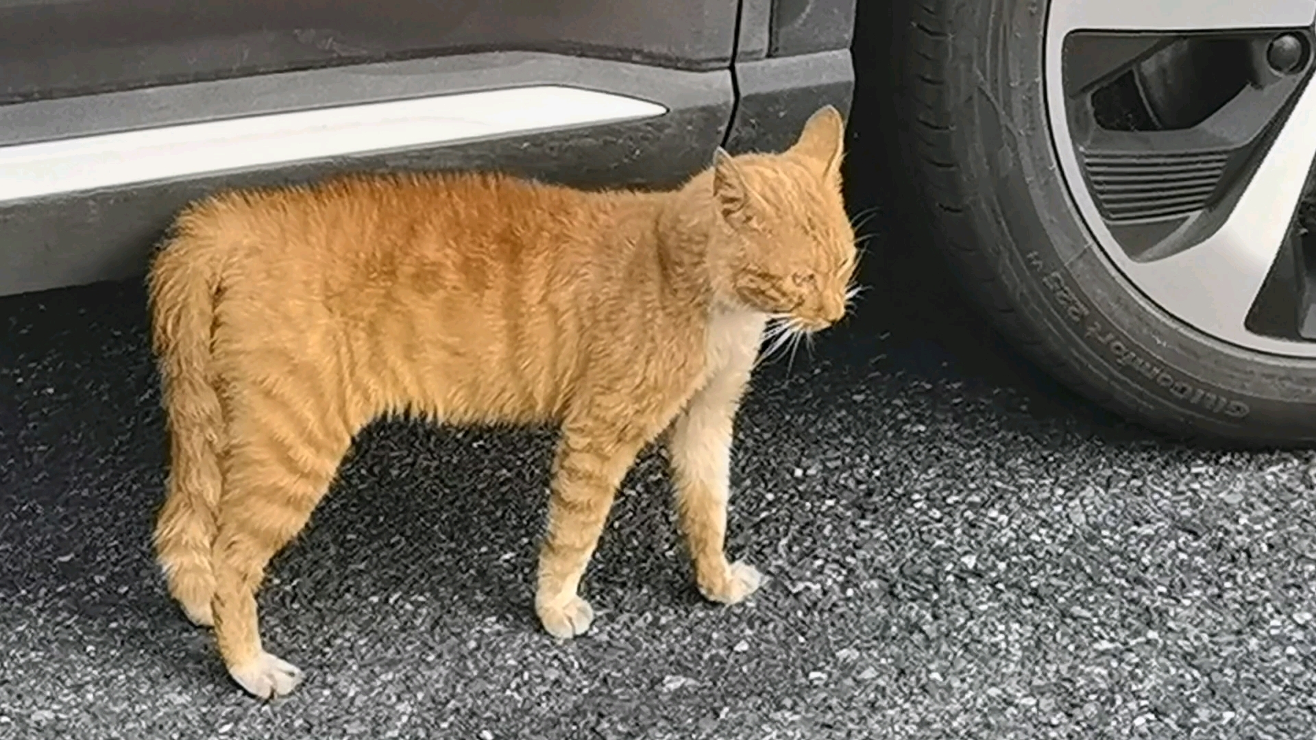 院里两只流浪猫准备干架这是?