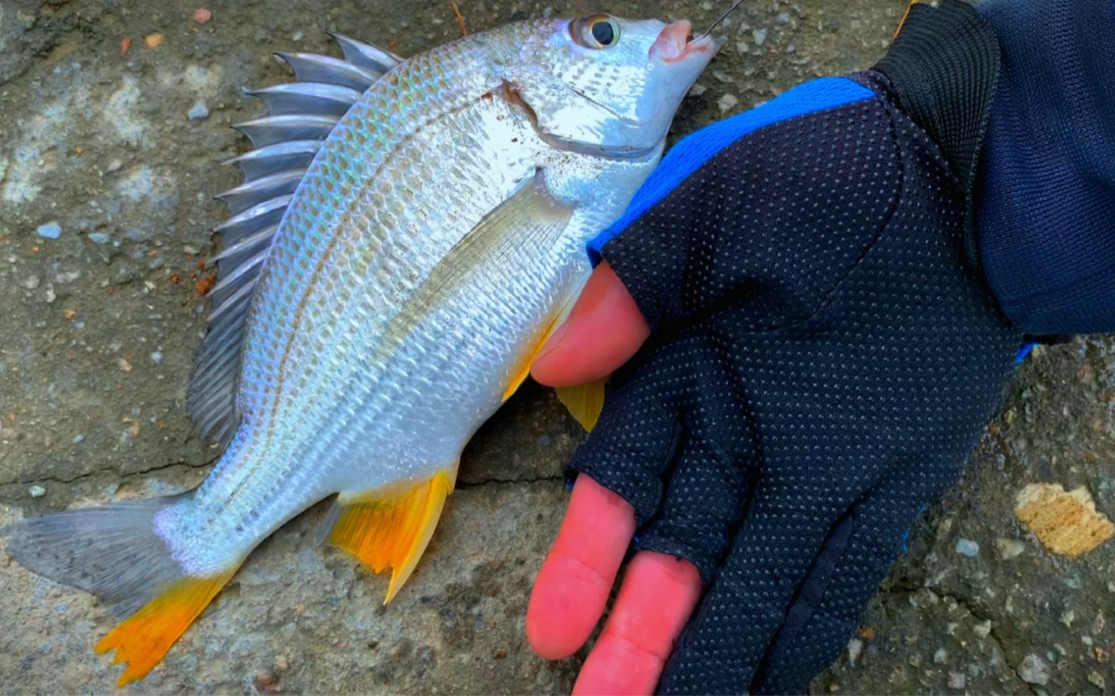 活动  在南沙江边沉底钓黄脚立大不大巴掌大,路亚矶钓玩家