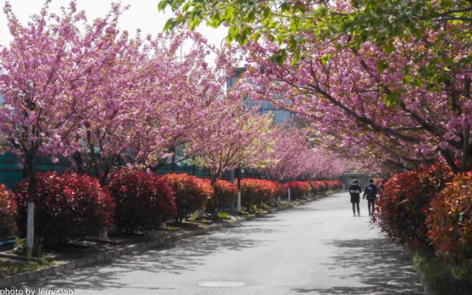 高中的景色(陕西省汉中中学)