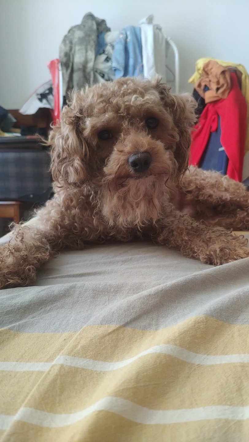 长得像长老的泰迪