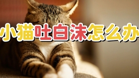 猫抽搐吐白沫四腿乱蹬 哔哩哔哩 つロ干杯 Bilibili