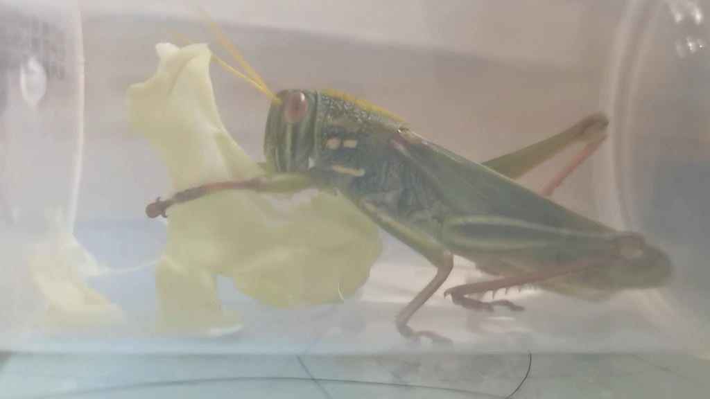 进来看蝈蝈吃白菜叶(*191219*)