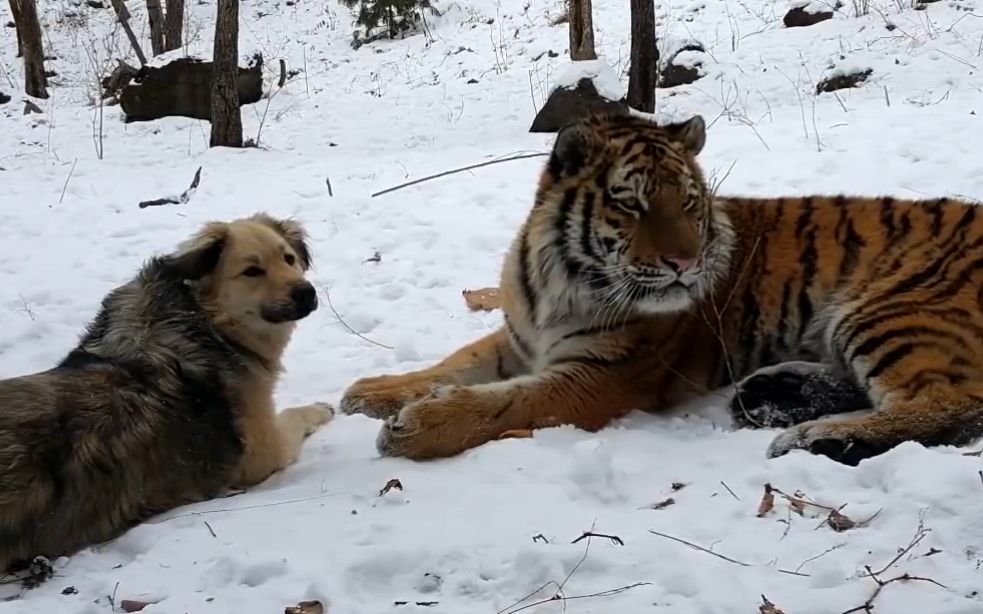 和阿穆尔同园的一只年轻东北虎又和狗交上朋友继续复制它和山羊的友谊